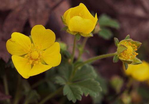 Potentilla arenaria