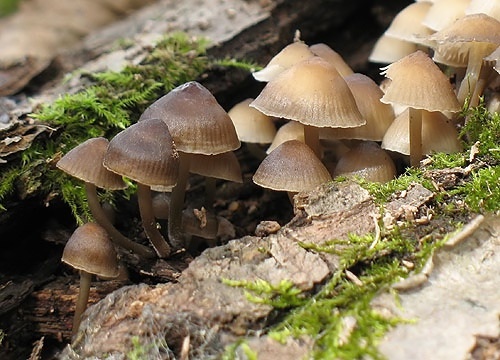 prilbička hnedosivá / helmovka pařezová