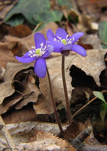 pečeňovník trojlaločný