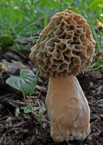 smrčok obyčajný / smrž jedlý