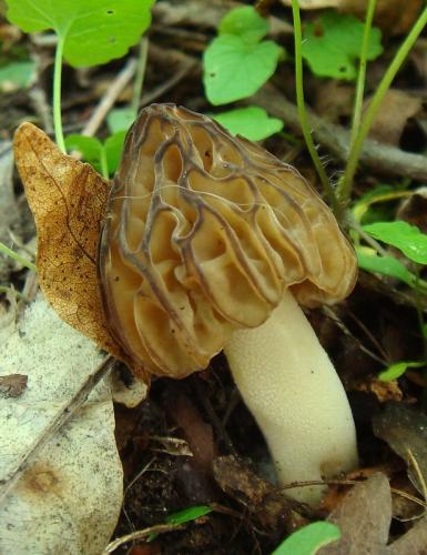 smrčok hybridný / smrž polovolný