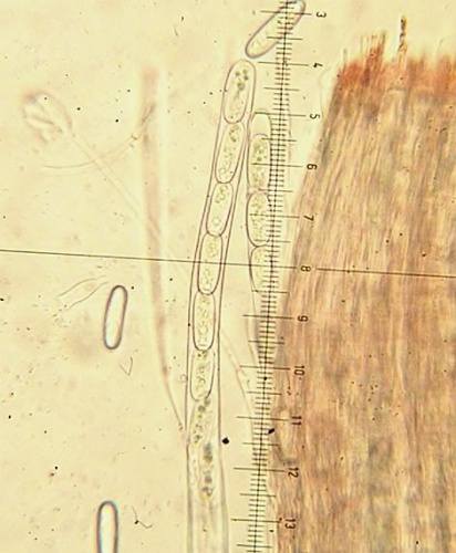 Ohnivec šarlátový