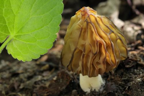 smrčok hybridný / smrž polovolný