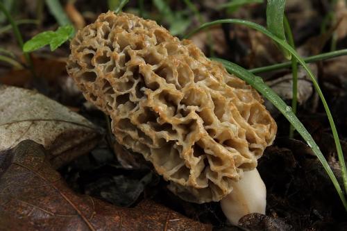 smrčok obyčajný / smrž jedlý