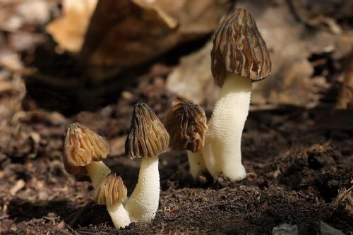 smrčok hybridný / smrž polovolný