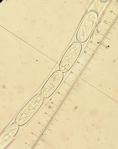 Ohnivec šarlátový