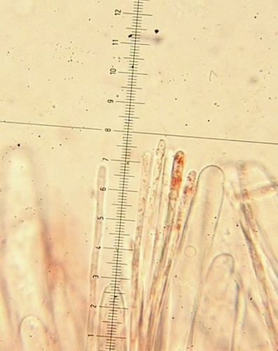 ohnivec šarlátový / ohnivec šarlatový