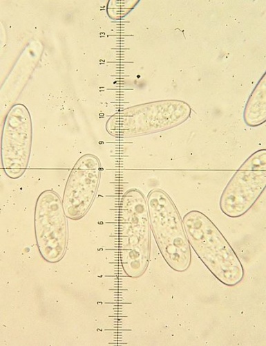 ohnivec šarlátový / ohnivec šarlatový