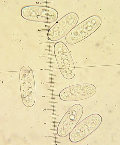ohnivec šarlátový / ohnivec šarlatový