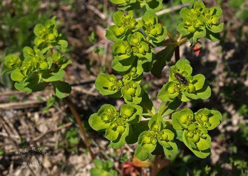 mliečnik kolovratcový