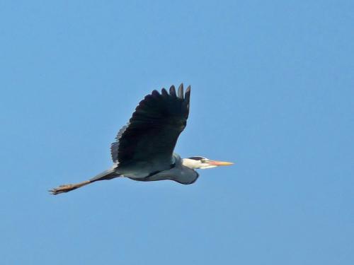 ardea cinerea