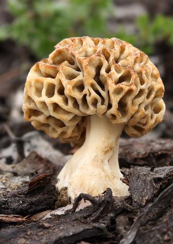 smrčok obyčajný / smrž jedlý