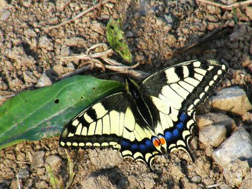 Papilio machaon