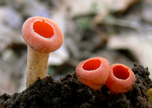 ohnivec rakúsky / ohnivec rakouský