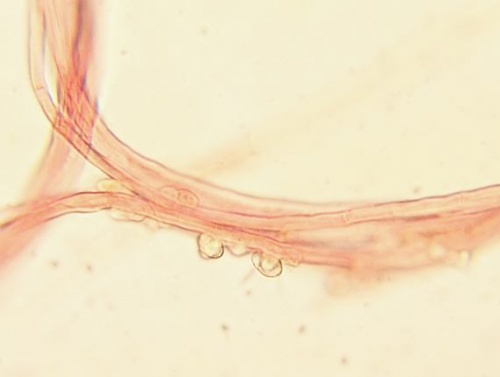 ohnivec šarlátový / ohnivec šarlatový