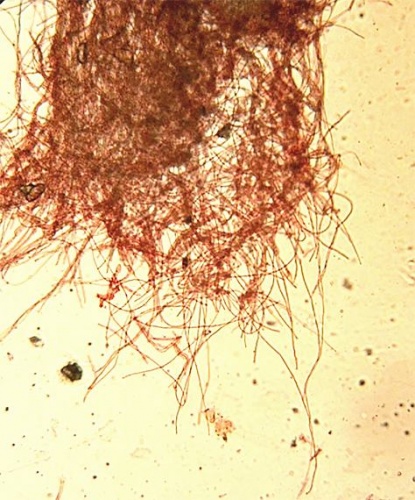 ohnivec šarlátový / ohnivec šarlatový