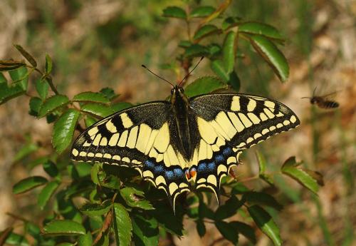 Papilio machaon
