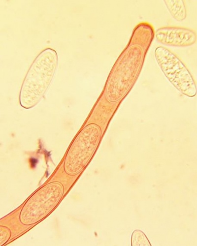 ohnivec šarlátový / ohnivec šarlatový