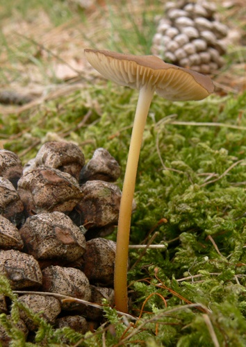 peniazočka húževnatá / penízovka provázková