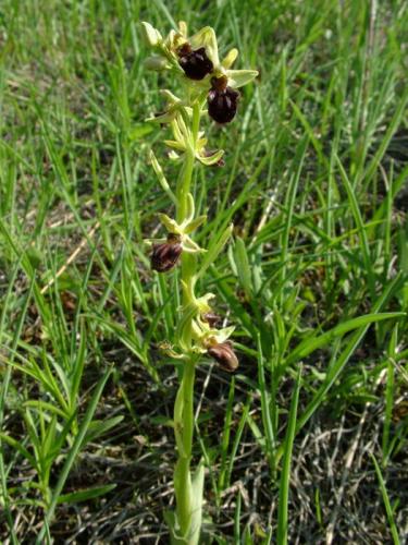 hmyzovník pavúkovitý