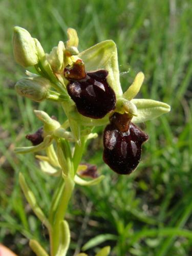 hmyzovník pavúkovitý