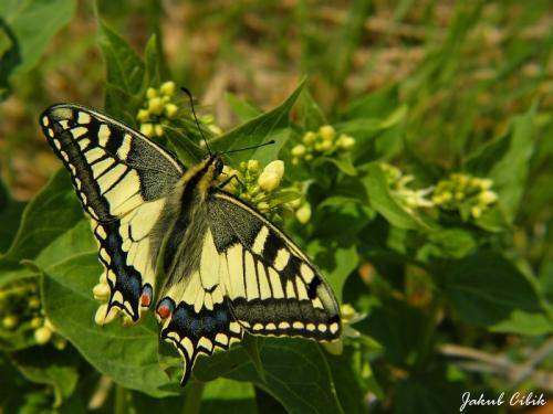 Papilio machaon