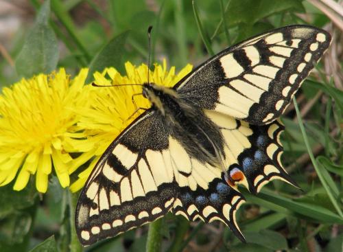 Papilio machaon