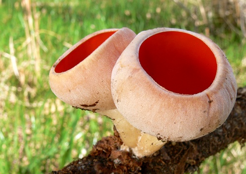 ohnivec rakúsky / ohnivec rakouský