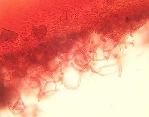 ohnivec rakúsky / ohnivec rakouský