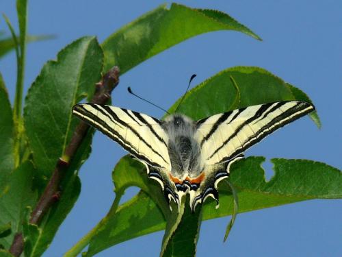 vidlochvost ovocný