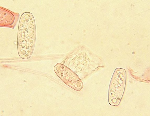 ohnivec rakúsky / ohnivec rakouský