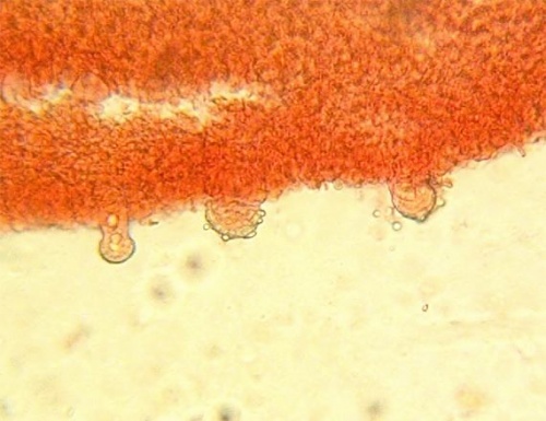 peniazočka húževnatá / penízovka provázková