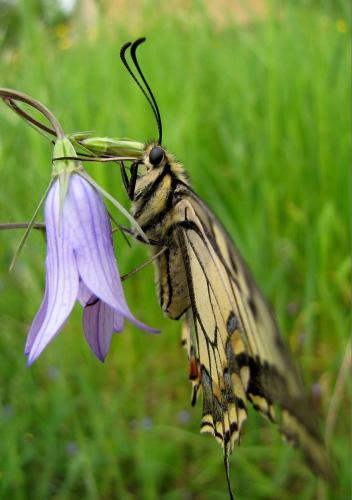 Papilio machaon