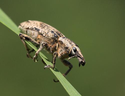 Curculionidae