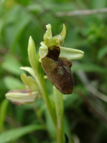 hmyzovník pavúkovitý