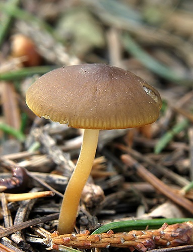 peniazočka smreková / penízovka smrková