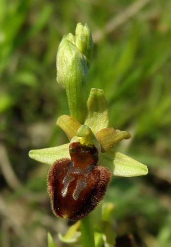 Ophrys sphegodes