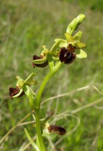 Ophrys sphegodes