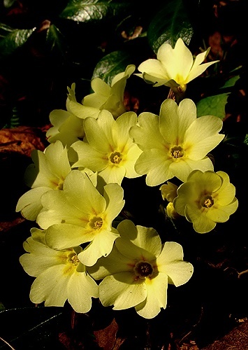 prvosienka bezbyľová