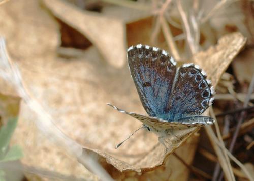 Scolitantides orion