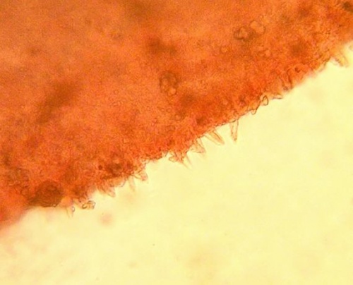 peniazočka horkastá / penízovka nahořklá