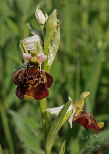 hmyzovník čmeľovitý