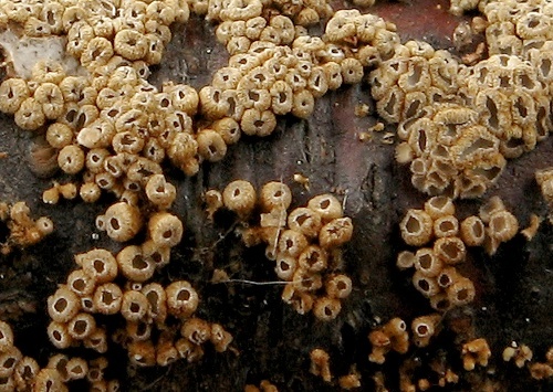 padrobnica zvláštna / číšovec nahloučený