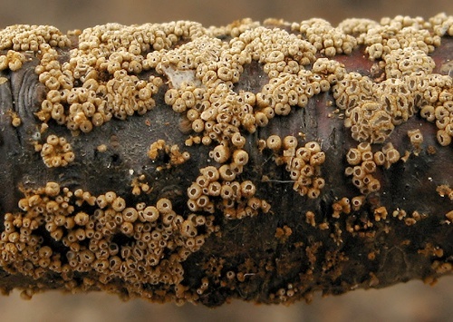 padrobnica zvláštna / číšovec nahloučený