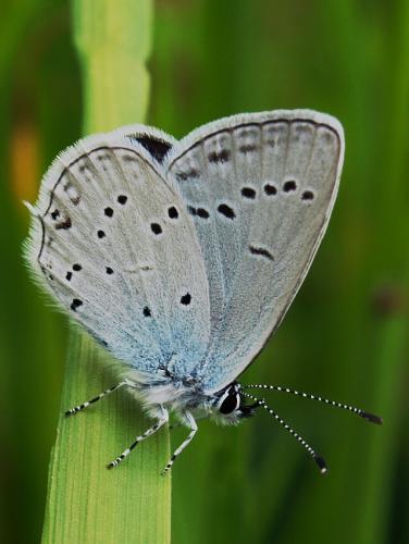 Cupido decoloratus