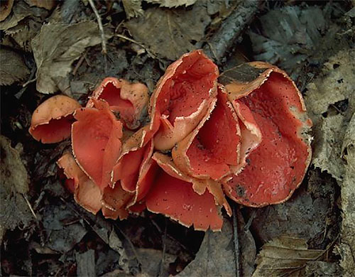 ohnivec šarlátový / ohnivec šarlatový