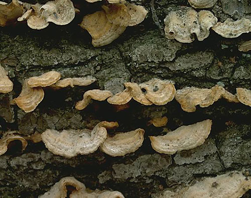 pevník chlpatý / pevník chlupatý