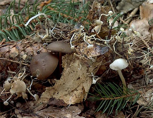 peniazočka smreková / penízovka smrková