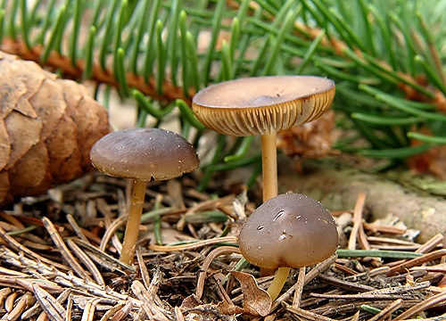 peniazočka smreková / penízovka smrková