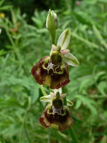 hmyzovník čmeľovitý